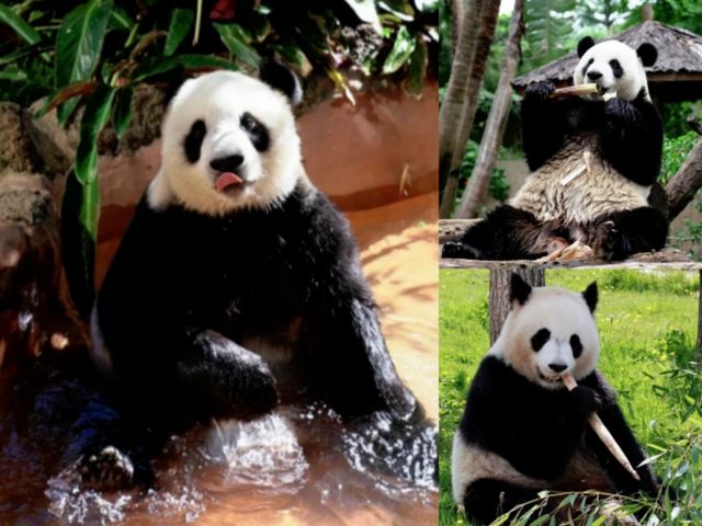 萌獸遍地！海野治癒之旅超全攻略