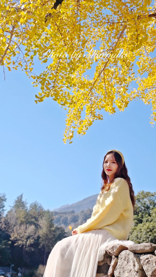 推薦溫州周邊賞銀杏的好去處 推薦溫州周邊賞銀杏的好去處