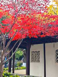 坐著11號線去看秋(上海周邊遊)