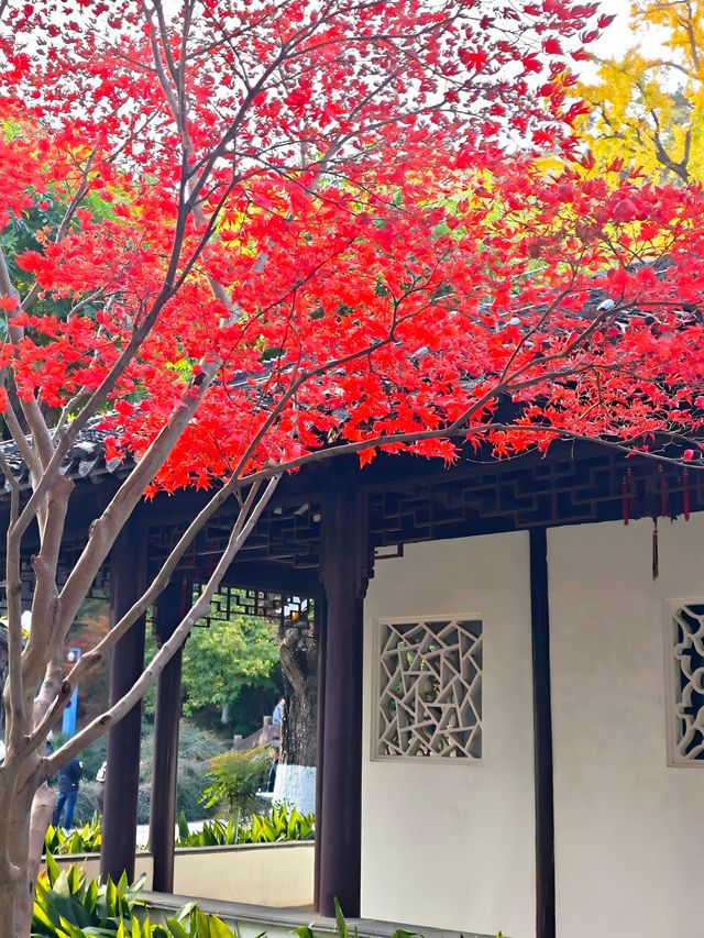 坐著11號線去看秋(上海周邊遊) 坐著11號線去看秋(上海周邊遊)