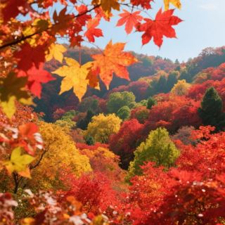 Come to Jiaohe Red Leaf Valley to start a romantic autumn journey