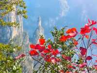 三峽紅葉與雲海,太美啦!