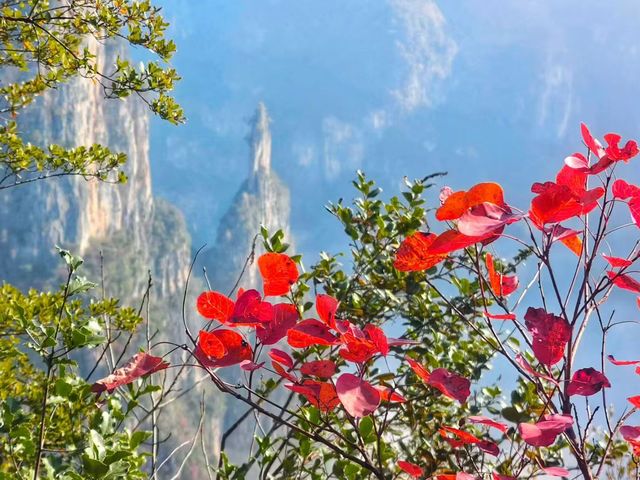 三峽紅葉與雲海,太美啦! 三峽紅葉與雲海,太美啦!