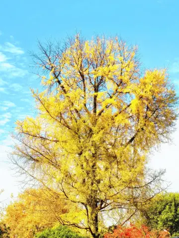 # 誰懂！南山路銀杏金光閃到心顫