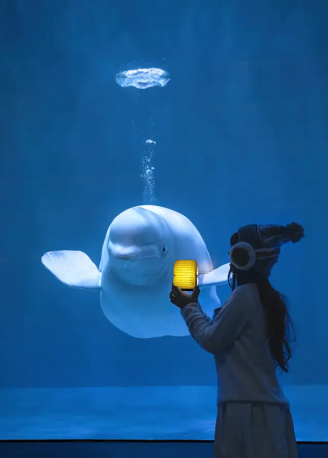 Harbin Polarland｜Witness the world's top 50 moments, and also…