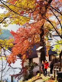 秋天又來了! 臨安指南村實況