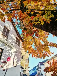 秋天又來了! 臨安指南村實況