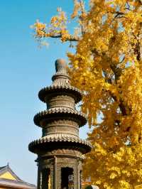 報國寺銀杏觀賞指南