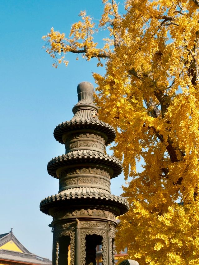 報國寺銀杏觀賞指南