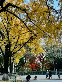 11.30蘇大銀杏實況|想要的色彩這都有