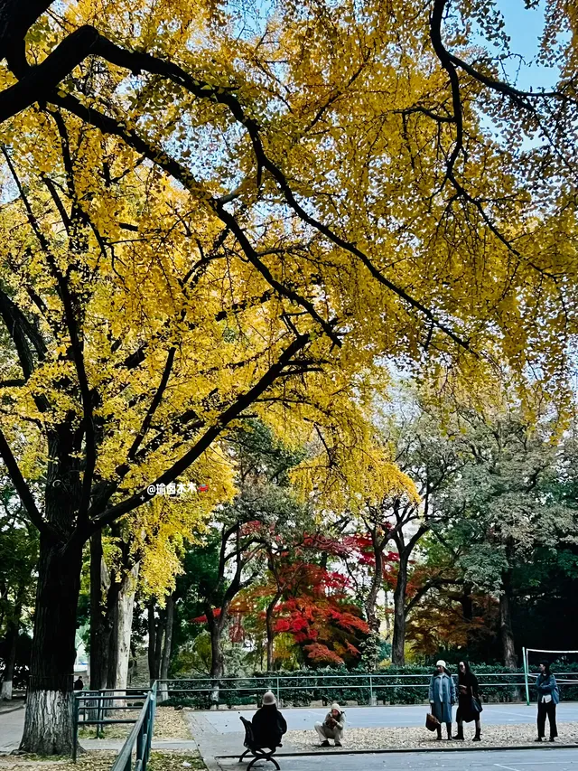 11.30蘇大銀杏實況|想要的色彩這都有 11.30蘇大銀杏實況|想要的色彩這都有