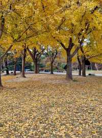 赴約不一樣的秋天|共青松濤幽谷遇見金色銀杏