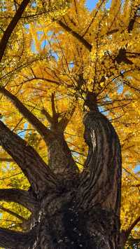 金陵城牆上的銀杏