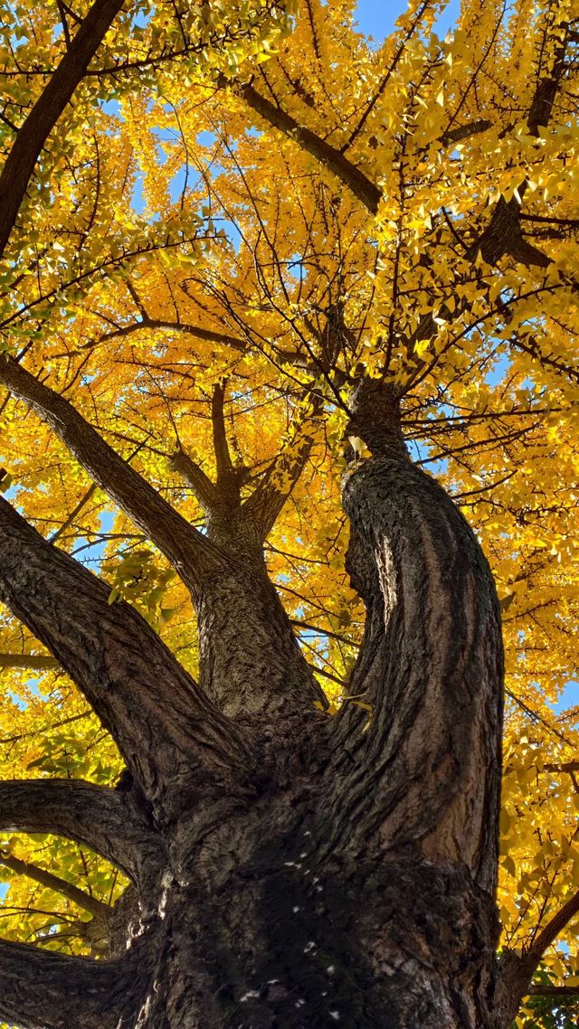 金陵城牆上的銀杏