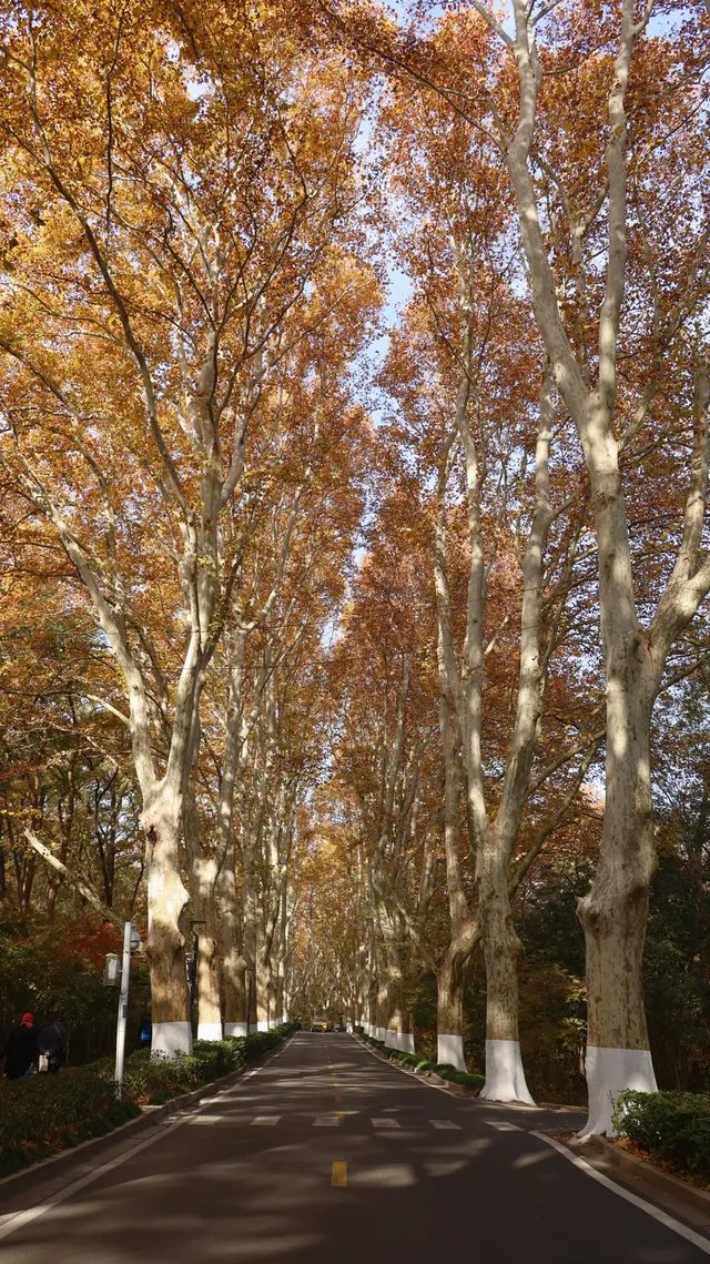 11.30植物園還是那麼有性價比 ＼(*T▽T*)／