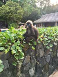 蘭卡威度假天堂 | The Datai Langkawi   酒店：達泰蘭卡威度假酒店  