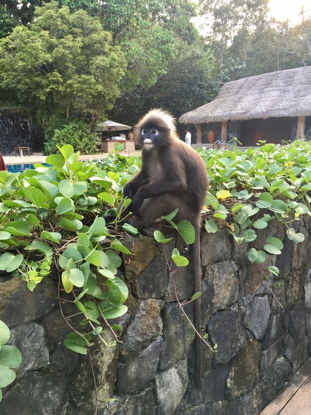 蘭卡威度假天堂 | The Datai Langkawi   酒店：達泰蘭卡威度假酒店  