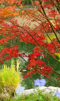 不是蘇州園林，是成都易園