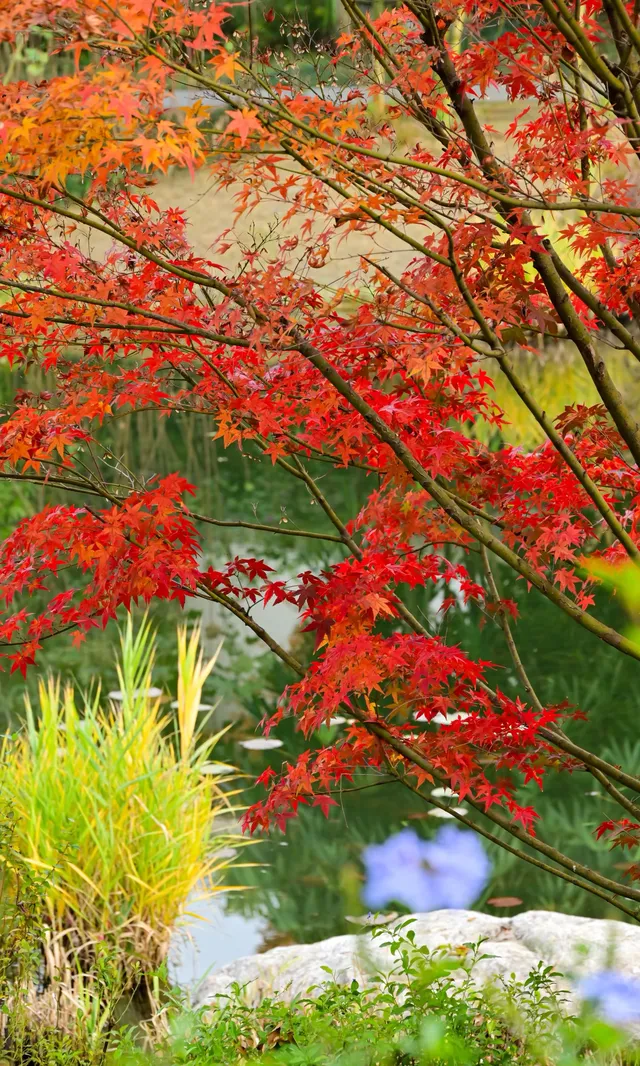 不是蘇州園林，是成都易園