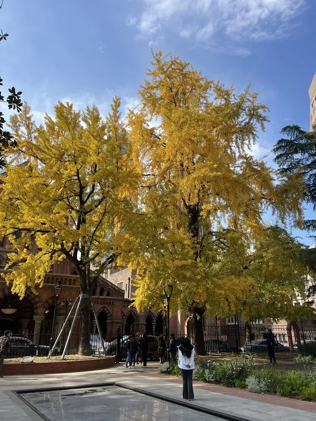 12.4外灘聖三一堂銀杏季已到附隱藏機位 12.4外灘聖三一堂銀杏季已到附隱藏機位