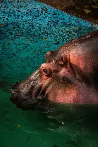 上海動物園‖動物攝影師的天堂