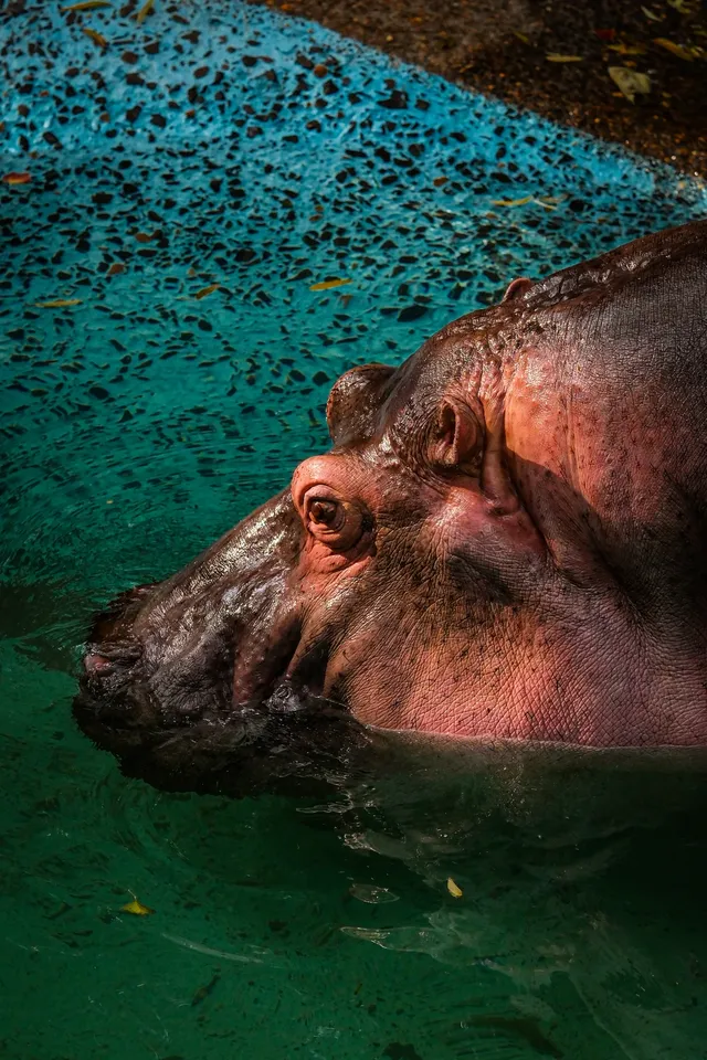 上海動物園‖動物攝影師的天堂 上海動物園‖動物攝影師的天堂