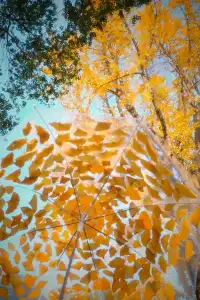 虞山方塔園|八百年銀杏|最佳觀賞期