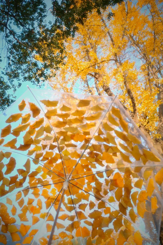 虞山方塔園|八百年銀杏|最佳觀賞期 虞山方塔園|八百年銀杏|最佳觀賞期