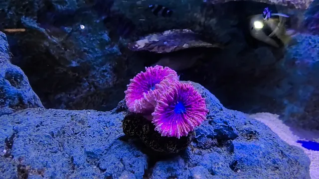 東莞出發!香港海洋公園一日遊攻略 東莞出發!香港海洋公園一日遊攻略