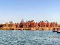 闖入紅衫秘境,開啟浪漫划船之旅