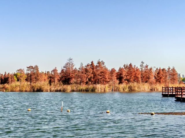 闖入紅衫秘境,開啟浪漫划船之旅 闖入紅衫秘境,開啟浪漫划船之旅