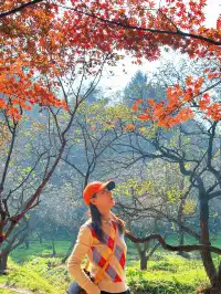 賞秋最美南京|鐘山風景區一天遊