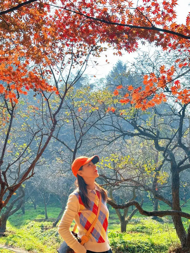 賞秋最美南京|鐘山風景區一天遊 賞秋最美南京|鐘山風景區一天遊