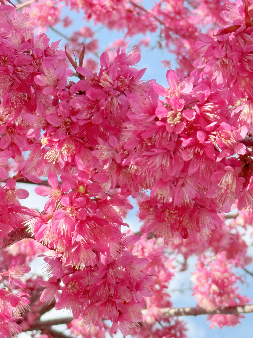 🌸 While the whole country is still in winter mode, Kunming has already stepped into spring early!
Right now is the peak blooming period for winter cherry blossoms, and the cherry blossoms at Daguan Pavilion have become as beautiful as a painting～ Come quickly to capture the first touch of spring romance this year～

📍 Location: Kunming Daguan Pavilion
Check opening hours: 8:30 AM - 6:00 PM
Best time for photos: Before 10 AM / After 4 PM (the light is softest)

📸 Photo tips:
1. Stand under the cherry trees and shoot upwards to fill the frame with a sea of pink flowers
2. Use foreground composition to let the cherry blossoms act as a natural frame
3. Wearing light-colored clothes makes your photos stand out more

☕ Feeling tired after checking in? You can take a break at a nearby café:
Discovered a super stylish modern restaurant
Minimalist white decor with green plants on the tables
Order a cup of coffee paired with Kunming’s specialty snacks
And that’s how a perfect day ends～
Recommended: Greenland Haipolan Court Hulan Jian Yue Hotel, Xishan District, Kunming
Great environment, beautiful restaurant, comfortable and quiet rooms.
