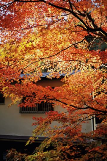 Red Leaf Viewing Must-Visit List 2025 Red Leaf Season Settlement Screen (Part 1)