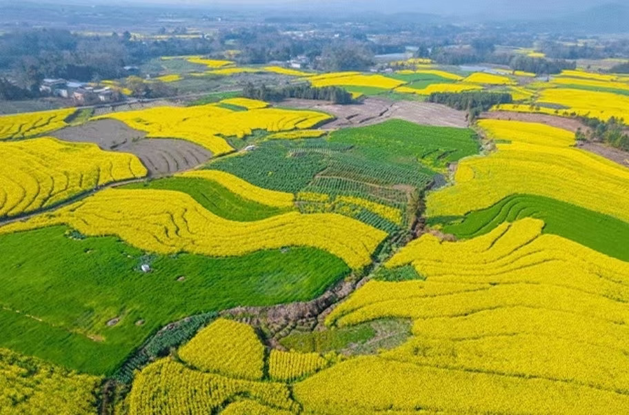 2026 Spring Flower Viewing Map! I'm rushing to explore these 6 secret hiking trails first