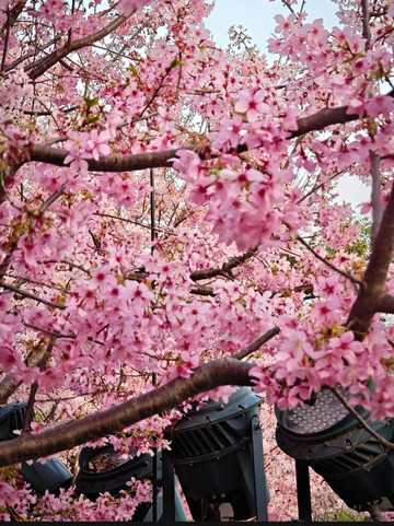 2026 Wuhan Cherry Blossom Viewing Ultimate Guide: A Pink Romantic