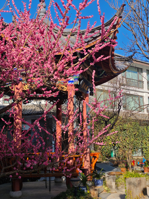 Lijiang Spring Outing｜Snow Mountain Cherry Blossoms and Healing