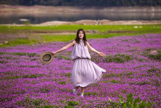 台州版アルタイ、レンゲソウの花海、風に揺れる草原に牛や羊が見える