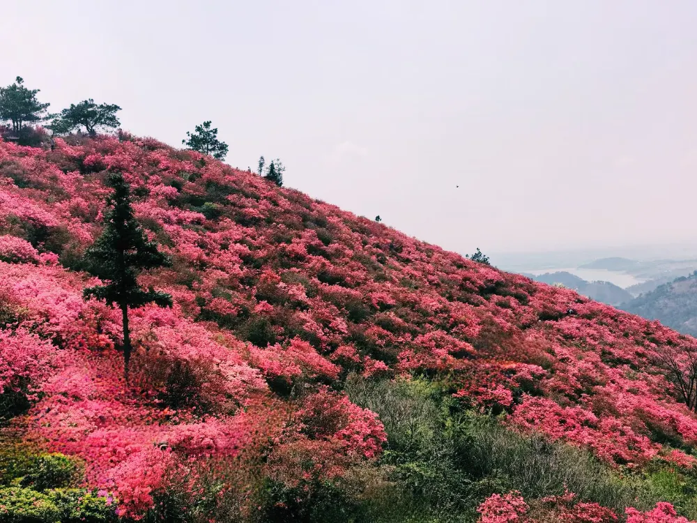 廬山五老峰雲瀑映杜鵑