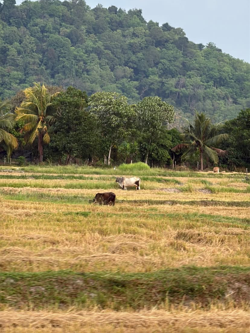 🌴 Paradise Found: Explore Langkawi’s Lush Nature & Chill Vibes! 🐾