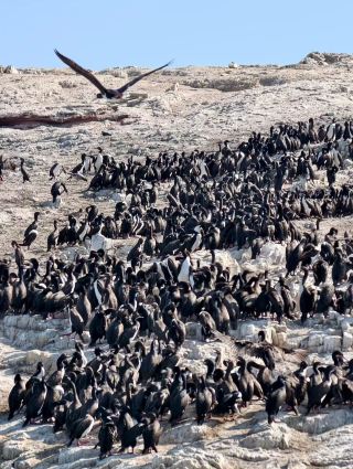 ペルーには「鳥の島」と呼ばれる場所があります