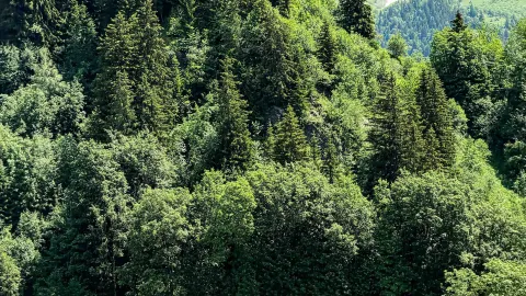 Absolutely in love with Mount First – so much more than just snow views. — traveler post in First