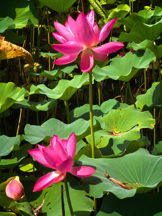Lotus breezes drift into the old garden, a pillow of summer time