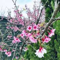平菁街42巷-櫻花季！