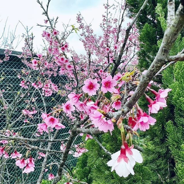 平菁街42巷-櫻花季！
