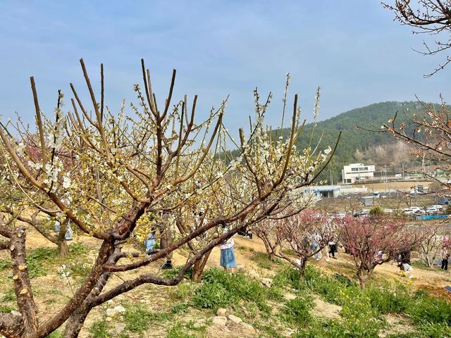 부산 매화꽃가득 기장 매화원 🌸