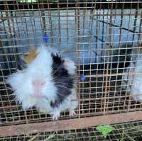 Enjoy Nature at Paradizoo Park Tagaytay