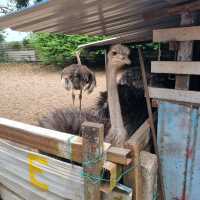 Hanging Out At Desaru Ostrich Farm