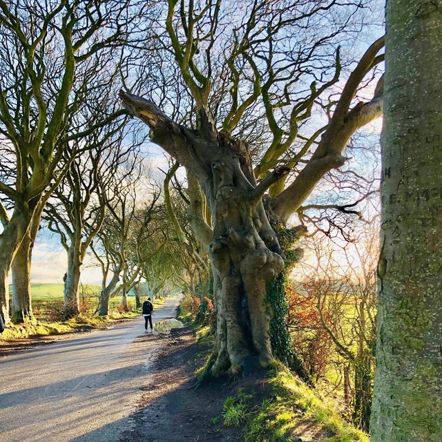 The Dark Hedges - Northern Ireland, UK